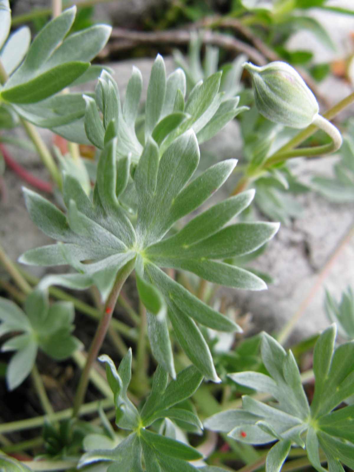 Geranium argenteum / Geraneo argenteo